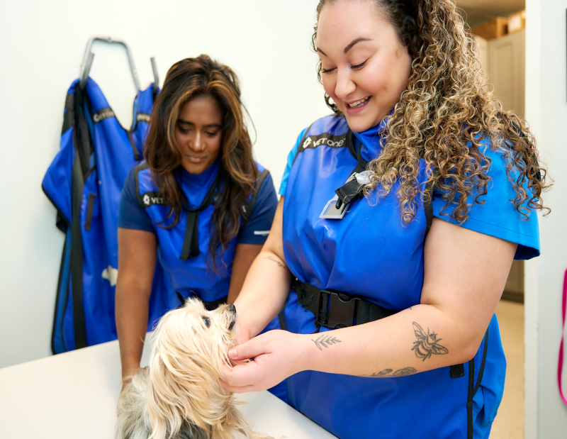 Small dog looking up at smiling vet tech in x-ray room