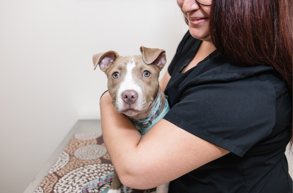 Tanand white pitbull puppy on exam table at Bay Beach Veterinary Hospital